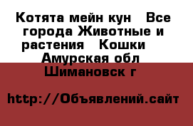 Котята мейн кун - Все города Животные и растения » Кошки   . Амурская обл.,Шимановск г.